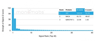 Analysis of Protein Array containing more than 19,000 full-length human proteins using SRF-Monospecific Mouse Monoclonal Antibody (PCRP-SRF-1F7). Z- and S- Score: The Z-score represents the strength of a signal that a monoclonal antibody (MAb) (in combination with a fluorescently-tagged anti-IgG secondary antibody) produces when binding to a particular protein on the HuProtTM array. Z-scores are described in units of standard deviations (SD's) above the mean value of all signals generated on that array. If targets on HuProtTM are arranged in descending order of the Z-score, the S-score is the difference (also in units of SD's) between the Z-score. S-score therefore represents the relative target specificity of a MAb to its intended target. A MAb is considered to specific to its intended target, if the MAb has an S-score of at least 2.5. For example, if a MAb binds to protein X with a Z-score of 43 and to protein Y with a Z-score of 14, then the S-score for the binding of that MAb to protein X is equal to 29. Serum Response Element Binding Transcription Factor (SRF) Antibody - Image 5