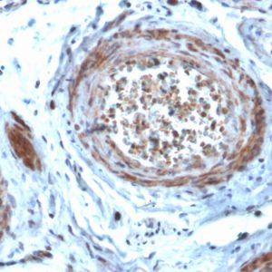 Formalin-fixed, paraffin-embedded human Testis stained with StAR Mouse Monoclonal Antibody (STAR/2077).