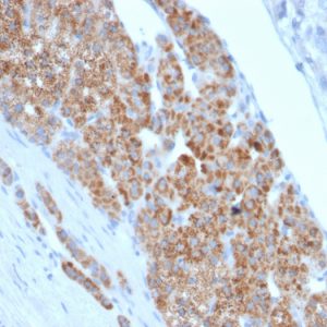Formalin-fixed, paraffin-embedded human Adrenal Gland stained with StAR Mouse Monoclonal Antibody (STAR/2140).