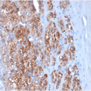 Formalin-fixed, paraffin-embeddedhuman adrenal gland stained with StARMouse Monoclonal Antibody (STAR/2154).