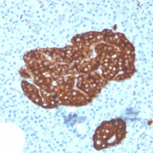 Formalin-fixed, paraffin-embedded human Pancreas stained with Synaptophysin-Monospecific Mouse Monoclonal Antibody (SYP/3551).