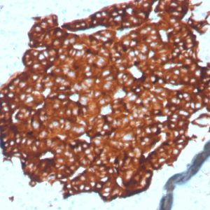 Formalin-fixed, paraffin-embedded human pancreas stained with Synaptophysin Recombinant Rabbit Monoclonal Antibody (SYP/4389R).