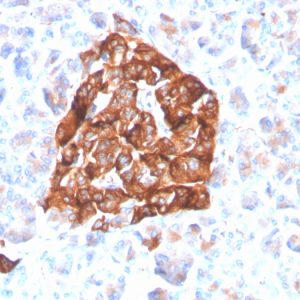 Formalin-fixed, paraffin-embedded human pancreas stained with Synaptophysin Recombinant Rabbit Monoclonal Antibody (SYP/4503R).
