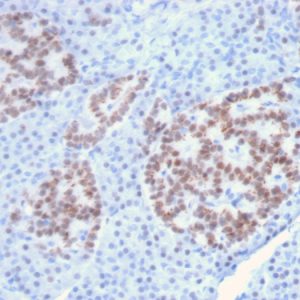 Formalin-fixed, paraffin-embedded human Pancreas stained with HNF1A Mouse Monoclonal Antibody (HNF1A/2087).