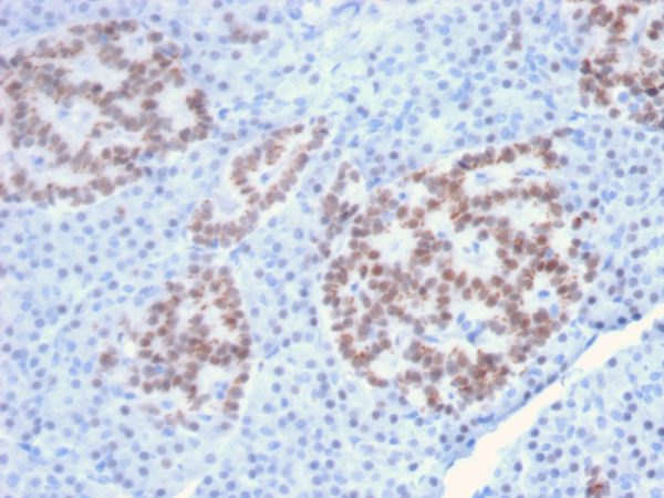 Formalin-fixed, paraffin-embedded human Pancreas stained with HNF1A Mouse Monoclonal Antibody (HNF1A/2087).