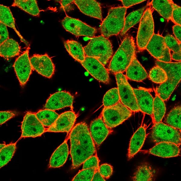 Immunofluorescence Analysis of PFA-fixed HeLa cells. MLX Mouse Monoclonal Antibody (PCRP-MLX-1G8) followed by goat anti-mouse IgG-CF488 (green); counterstain phalloidin (red).