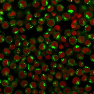 Immunofluorescence Analysis of Human Jurkat cells labeling CD71 with CD71 Mouse Monoclonal antibody (DF1513) followed by Goat anti-Mouse IgG-CF488 (Green). The nuclear counterstain is Reddot (Red)