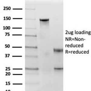 SDS-PAGE Analysis Purified CD71 Mouse Monoclonal antibody (TFRC/3630). Confirmation of Purity and Integrity of Antibody.