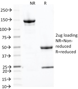 SDS-PAGE Analysis Purified CD71 Mouse Monoclonal Antibody (66IG10). Confirmation of Purity and Integrity of Antibody.