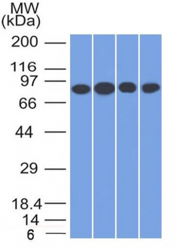 Western Blot Analysis of A) Jurkat (B) HeLa (C) MCF-7 & (D) K562 cell lysate using CD71 Mouse Monoclonal Antibody (TFRC/1817). CD71 / Transferrin Receptor (TFRC) (Extracellular Domain) Antibody - Image 3
