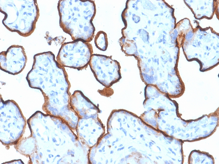 Formalin-fixed, paraffin-embedded human Placenta stained with CD71 Mouse Monoclonal Antibody (TFRC/1839). CD71 / Transferrin Receptor (TFRC) (Extracellular Domain) Antibody