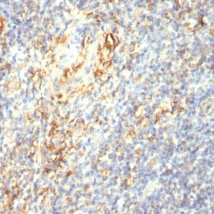 Formalin-fixed, paraffin-embedded human tonsil stained with Transglutaminase II Mouse Monoclonal Antibody (TGM2/419).