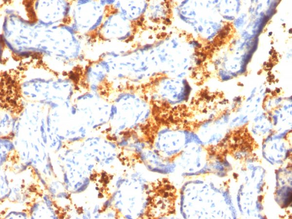 Formalin-fixed, paraffin-embedded human placenta stained with Transglutaminase II Mouse Monoclonal Antibody (TGM2/419).