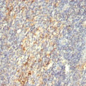 Formalin-fixed, paraffin-embedded human tonsil stained with Transglutaminase II Mouse Monoclonal Antibody (SPM592).