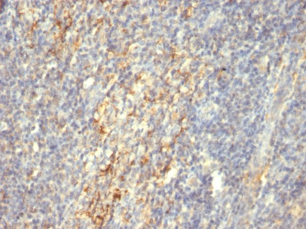 Formalin-fixed, paraffin-embedded human tonsil stained with Transglutaminase II Mouse Monoclonal Antibody (SPM592).