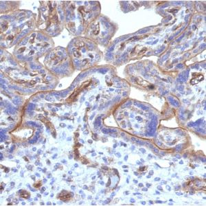 Formalin-fixed, paraffin-embedded human Placenta stained with Thrombomodulin/CD141 Mouse Monoclonal Antibody (THBD/1782).