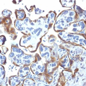 Formalin-fixed, paraffin-embedded human Placenta stained with TIMP2 Mouse Monoclonal Antibody (3A4)