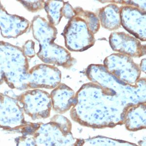 Formalin-fixed, paraffin-embedded human Placenta stained with TIMP2 Mouse Monoclonal Antibody (TIMP2/2044).