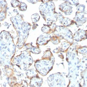 Formalin-fixed, paraffin-embedded human Placenta stained with TIMP2 Mouse Recombinant Monoclonal Antibody (rTIMP2/2335).