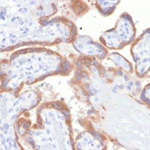 Formalin-fixed, paraffin-embedded human placenta stained with TIMP2 Mouse Monoclonal Antibody (TIMP2/4477).
