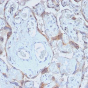 Formalin-fixed, paraffin-embedded human Placenta stained with TIMP2 Rabbit Recombinant Monoclonal Antibody (TIMP2/2488R).