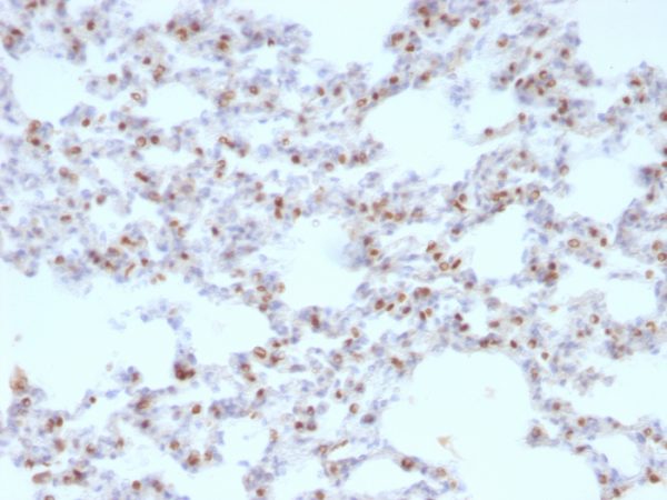 Formalin-fixed, paraffin-embedded rat lung stained with TTF-1 Mouse Monoclonal Antibody (NX2.1/690).