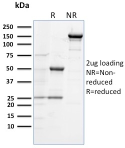 SDS-PAGE Analysis of Purified CD284 Mouse Monoclonal Antibody (TLR4/230). Confirmation of Integrity and Purity of Antibody.