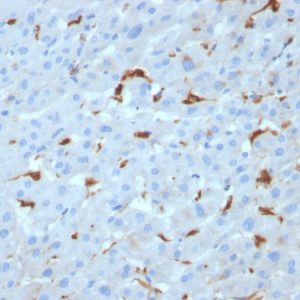 Formalin-fixed, paraffin-embedded human Liver stained with C1QA Mouse Monoclonal Antibody (C1QA/2953).