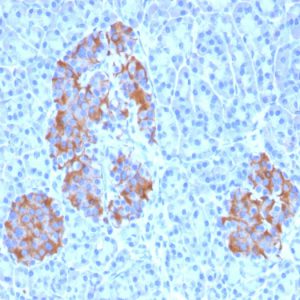 Formalin-fixed, paraffin-embedded human Pancreas stained with TNF alpha Mouse Monoclonal Antibody (TNFA/1172).
