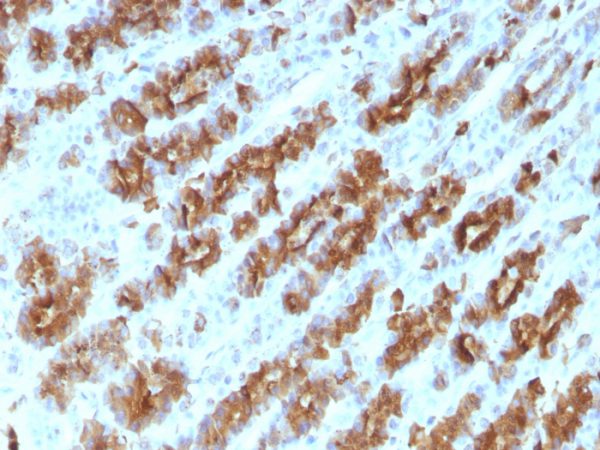 Formalin-fixed, paraffin-embedded Rat Stomach stained with TNF alpha Mouse Monoclonal Antibody (TNFA/1172).