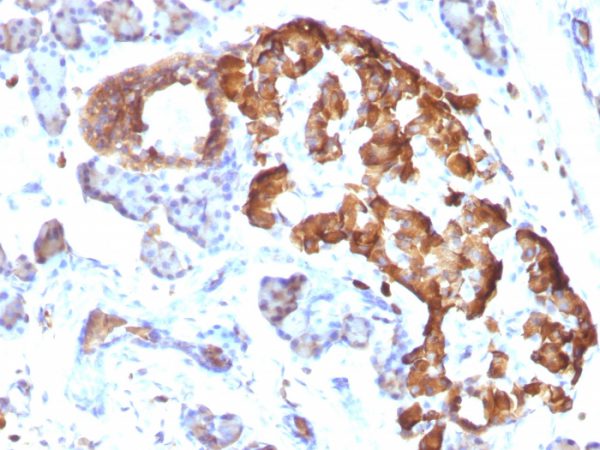 Formalin-fixed, paraffin-embedded Rat Pancreas stained with TNF alpha Mouse Monoclonal Antibody (TNFA/1172).
