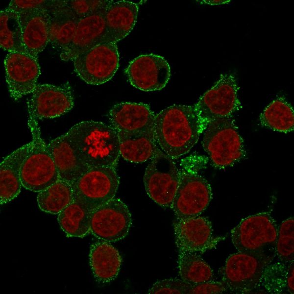 Immunofluorescence staining of HepG2 cells using TNF alpha Mouse Monoclonal Antibody (SPM543) followed by goat anti-mouse IgG-CF488 (green). Counterstain is RedDot.