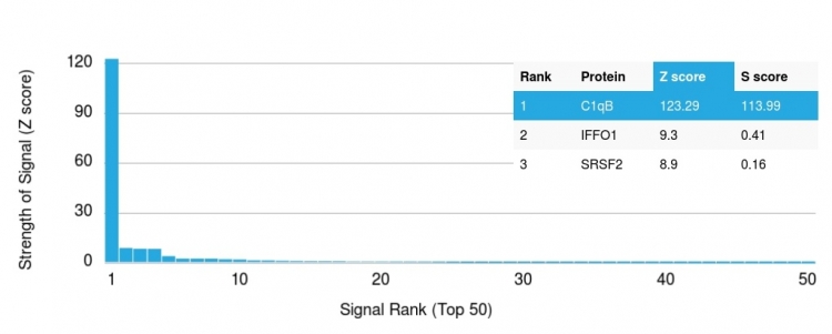 Analysis of Protein Array containing more than 19,000 full-length human proteins using C1QB Mouse Monoclonal Antibody (C1QB/2961). Z- and S- Score: The Z-score represents the strength of a signal that a monoclonal antibody (Monoclonal Antibody) (in combination with a fluorescently-tagged anti-IgG secondary antibody) produces when binding to a particular protein on the HuProtTM array. Z-scores are described in units of standard deviations (SD's) above the mean value of all signals generated on that array. If targets on HuProtTM are arranged in descending order of the Z-score, the S-score is the difference (also in units of SD's) between the Z-score. S-score therefore represents the relative target specificity of a Monoclonal Antibody to its intended target. A Monoclonal Antibody is considered to specific to its intended target, if the Monoclonal Antibody has an S-score of at least 2.5. For example, if a Monoclonal Antibody binds to protein X with a Z-score of 43 and to protein Y with a Z-score of 14, then the S-score for the binding of that Monoclonal Antibody to protein X is equal to 29. C1QB / Complement C1q B-Chain Antibody - Image 3