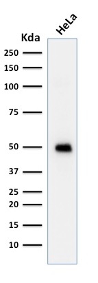 Western Blot Analysis of HeLa cell lysate using p53 Mouse Monoclonal Antibody (TRP/817)