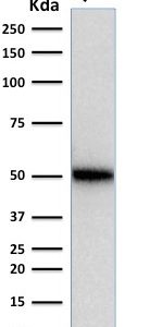 Western Blot Analysis of human HeLa cell lysate using p53 Mouse Monoclonal Antibody (SPM514).