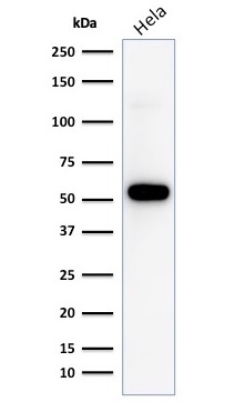 Western blot analysis of HeLa cell lysate using p53 Recombinant Rabbit Monoclonal Antibody (TP53/1799R).
