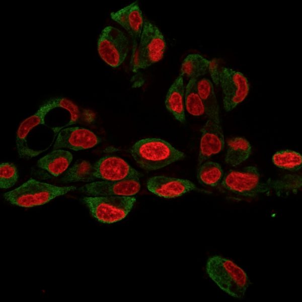 Immunofluorescence Analysis of HePG2 cells labeling GRP94 with GRP94 Rat Monoclonal Antibody (9G10.F8.2) followed by Goat anti-Mouse IgG-CF488 (Green). The nuclear counterstain is Reddot.(Red).