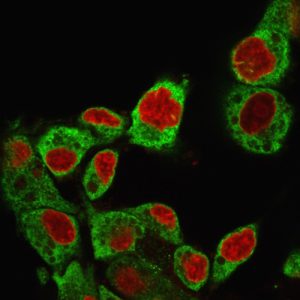 Immunofluorescence Analysis of HePG2 cells labeling GRP94 with GRP94 Monoclonal Antibody (SPM249) followed by Goat anti-Mouse IgG-CF488 (Green). The nuclear counterstain is Reddot.(Red).