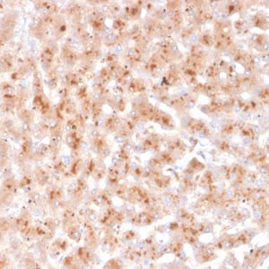 Formalin-fixed, paraffin-embedded human liver stained with Transthyretin Mouse Monoclonal Antibody (TTR/4292).