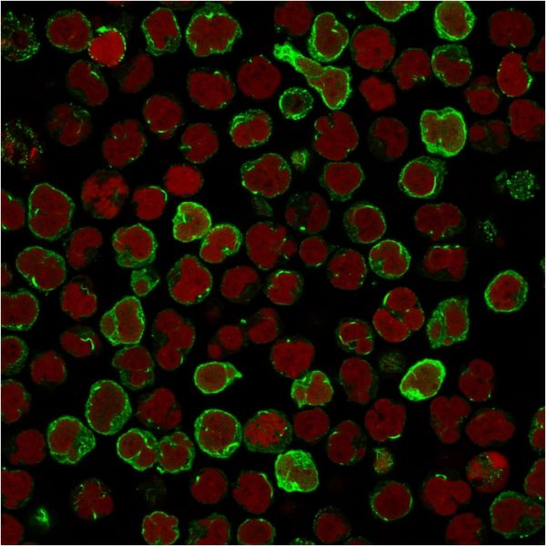 Immunofluorescence staining of MOLT4 cells using OX40 Mouse Monoclonal Antibody (OX40/3108) followed by goat anti-Mouse IgG conjugated to CF488 (green). Nuclei are stained with Reddot.