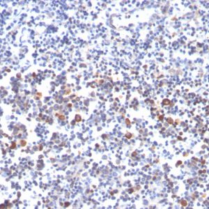 Formalin-fixed, paraffin-embedded human tonsil stained with OX40 Mouse Monoclonal Antibody (OX40/3427).