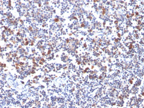 Formalin-fixed, paraffin-embedded human tonsil stained with OX40 Mouse Monoclonal Antibody (OX40/3427).