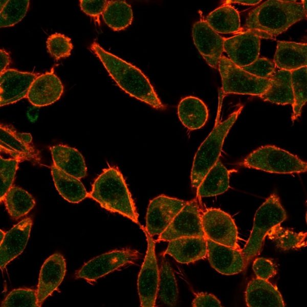 Immunofluorescent Analysis of PFA-fixed HeLa cells. UBE3A / E6-AP Mouse Monoclonal Antibody (PCRP-UBE3A-1A2) followed by IgG-CF488 (green), counterstained with phalloidin.