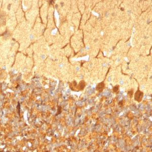 Formalin-fixed, paraffin-embedded Rat Cerebellum stained with Pgp9.5 / UchL1 Monoclonal Antibody (SPM574).