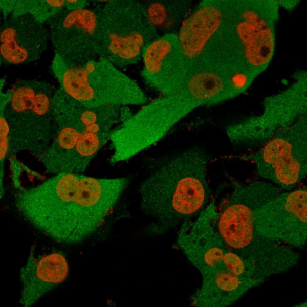 Immunofluorescence Analysis of T98G cells labeling Pgp9.5 with Pgp9.5 / UchL1 Mouse Monoclonal Antibody (SPM574) followed by Goat anti-Mouse IgG-CF488 (Green). The nuclear counterstain is Nucspot (Red)