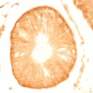Formalin-fixed, paraffin-embedded Rat Testis stained with Pgp9.5 Monoclonal Antibody (UCHL1/775).