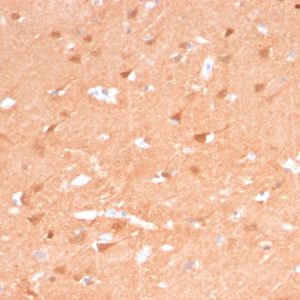 Formalin-fixed, paraffin-embedded human Cerebellum stained with Pgp9.5 Mouse Recombinant Monoclonal Antibody (rUCHL1/775).