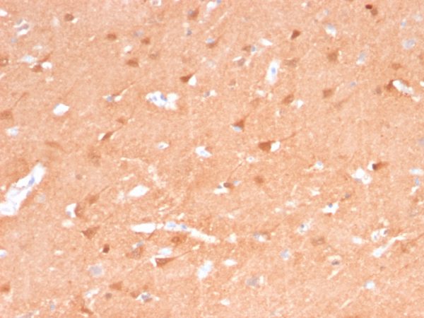 Formalin-fixed, paraffin-embedded human Cerebellum stained with Pgp9.5 Mouse Recombinant Monoclonal Antibody (rUCHL1/775).