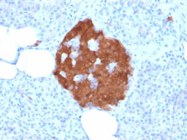 Formalin-fixed, paraffin-embedded human Pancreas stained with Pgp9.5 Mouse Recombinant Monoclonal Antibody (rUCHL1/775).