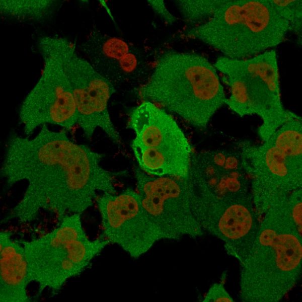 Immunofluorescence Analysis of T98G cells labeling Pgp9.5 with Pgp9.5 Mouse Recombinant MAb (rUCHL1/775) followed by Goat anti-Mouse IgG-CF488 (Green). The nuclear counterstain is Nucspot (Red).